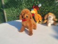 Irk ve saglik garantili poodle