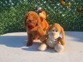 Irk ve saglik garantili poodle