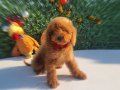 Irk ve saglik garantili poodle