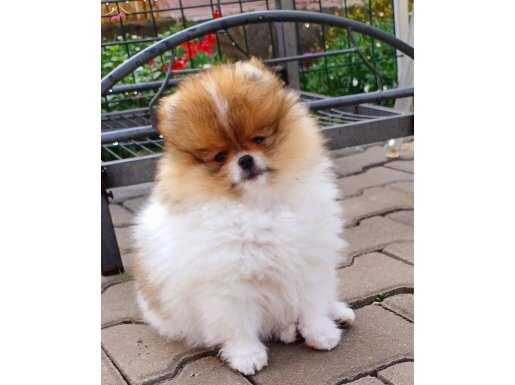 SULTANPOM POMERANİAN EVİ 