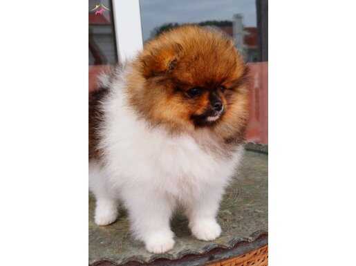 Party color Ledi  Pomeranian Boo