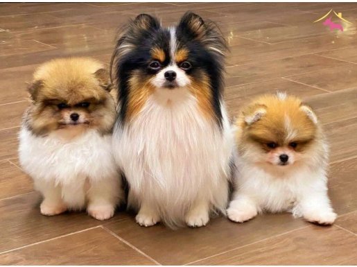 Muhteşem renkli Pomeranian 