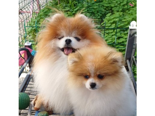 SultanPom pomeranian club Türkiye 