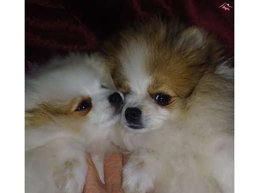 SultanPom pomeranian club Türkiye 