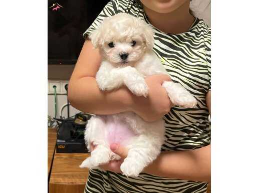 Kar beyazı sevimli orijinal Bişon 