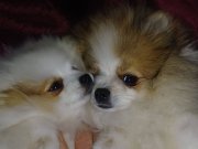 SultanPom pomeranian club Türkiye 