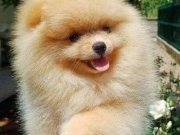  Pomeranian Boo