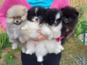 Pomeranian Boo