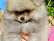 Orijinal renkli Pomeranian SultanPom 