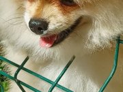 SultanPom pomeranian club Türkiye 
