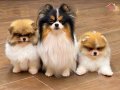 Muhteşem ve nadir renkli Pomeranian dişi lar 
