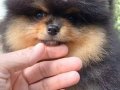 Pomeranian Boo Yavrularımız