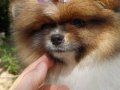 Pomeranian Boo Yavrularımız