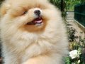 Pomeranian Boo Yavrularımız