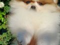 Pomeranian Boo Yavrularımız