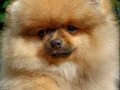 Pomeranian Boo Yavrularımız