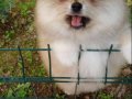 Pomeranian Boo Yavrularımız