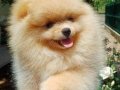  Pomeranian Boo