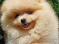  Pomeranian Boo