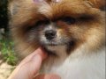  Pomeranian Boo