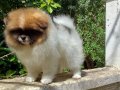 Pomeranian Boo