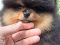  Pomeranian Boo