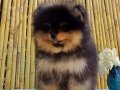  Pomeranian Boo