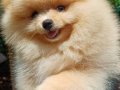  Pomeranian Boo