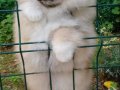  Pomeranian Boo