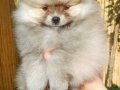 Pomeranian Boo