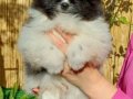 Pomeranian Boo