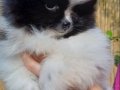Pomeranian Boo