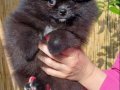 Pomeranian Boo