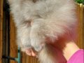 Pomeranian Boo