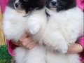 Pomeranian Boo