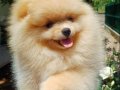 Pomeranian Boo