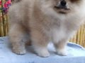 Pomeranian Boo