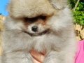 Orijinal renkli Pomeranian SultanPom 