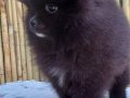 Orijinal renkli Pomeranian SultanPom 