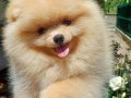Orijinal renkli Pomeranian SultanPom 