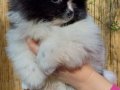 Orijinal renkli Pomeranian SultanPom 