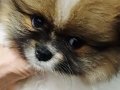 Orijinal renkli Pomeranian SultanPom 