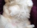 Orijinal renkli Pomeranian SultanPom 