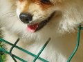 SultanPom pomeranian club Türkiye 