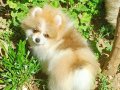 SultanPom pomeranian club Türkiye 
