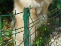 SultanPom pomeranian club Türkiye 