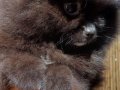 SultanPom pomeranian club Türkiye 