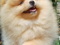 SultanPom pomeranian club Türkiye 