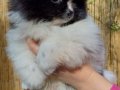 SultanPom pomeranian club Türkiye 