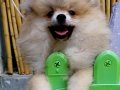SultanPom pomeranian club Türkiye 
